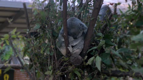 Vista-Frontal-De-Un-Oso-Koala-Durmiendo-En-Un-árbol