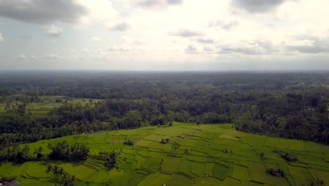 Campo-De-Arroz-Verde-De-Bali,-Vista-Aérea-Suave-Vuelo-Panorama-Resumen-Drone,-Durante-El-Día-Verano-2017