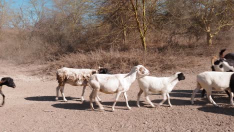 a-large-mixed-herd-of-sheep-and-goats-walk-together-on-a-dirt-road-in-a-desolate-landscape