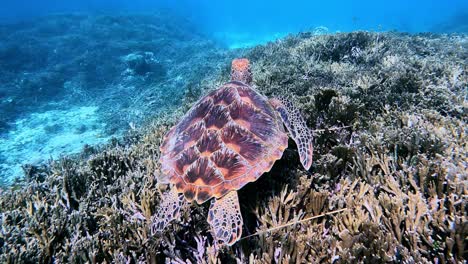 Green-Sea-Turtle-Flapping-Flippers-While-Swimming-Over-Coral-Reef-Under-The-Sea