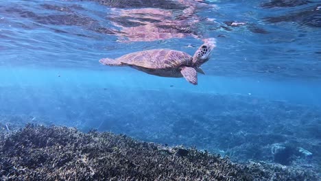 Grüne-Meeresschildkröte-Schwimmt-über-Flachem-Korallenriff