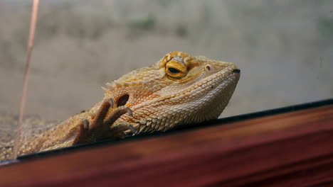 Sad-Bearded-Dragon-Looks-Out-The-Front-Of-His-Glass-Cage