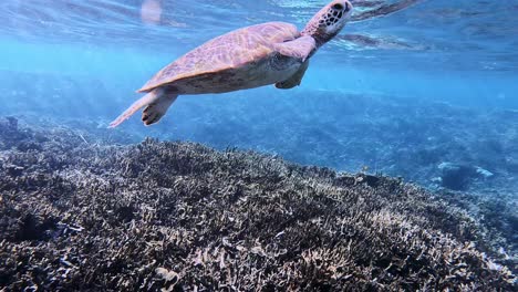 Green-Sea-Turtle-Surfacing-For-A-Breath-Of-Air