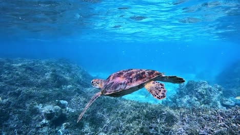 Green-Sea-Turtle-Swimming-Over-Coral-Reef-In-Very-Clear-Ocean
