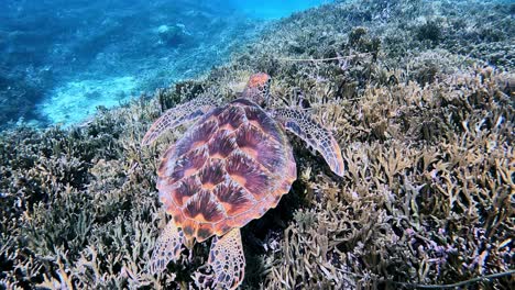 Green-Sea-Turtle-Swimming-Over-Coral-Reef-In-Miyakojima,-Japan