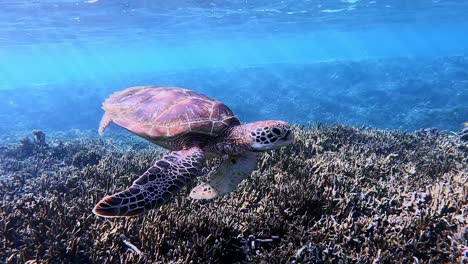 Grüne-Meeresschildkröte,-Die-In-Sehr-Klarem-Ozean-In-Richtung-Kamera-Schwimmt