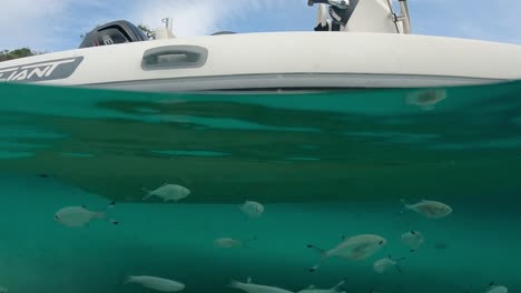 Shoal-of-fish-swim-under-the-keel-of-boat