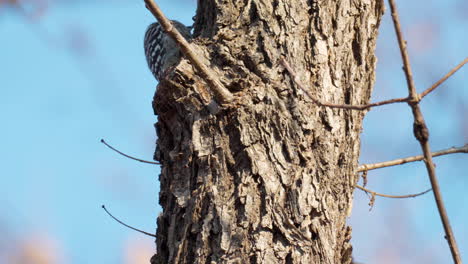 Japanese-Pygmy-Woodpecker-Pecking-Tree-Trunk-Foraging-for-Insects---close-up