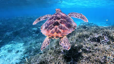Tortuga-Marina-Verde-Nadando-Sobre-Arrecifes-De-Coral-Poco-Profundos-En-Un-Océano-Cristalino