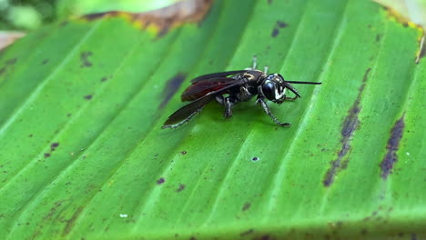 Wasp-sitting-stationary-on-banana-tree-leaf-as-wind-gently-blows-through-garden