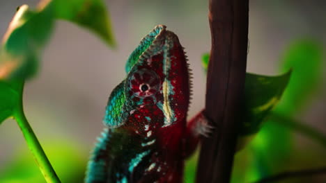 Vertical-Footage-of-Red,-Green-and-Blue-Panther-Chameleon-Walking-Around