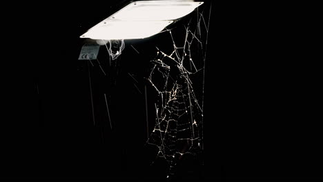 Spinne-Versucht-Nachts-Unter-Straßenlaterne,-Ein-Insekt-Auf-Einem-Nassen-Netz-Unter-Regen-Zu-Fangen,-4k