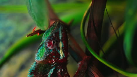 Vertical-Footage-of-Red,-Green-and-Blue-Panther-Chameleon-Walking-on-a-Branch-under-the-Leaves