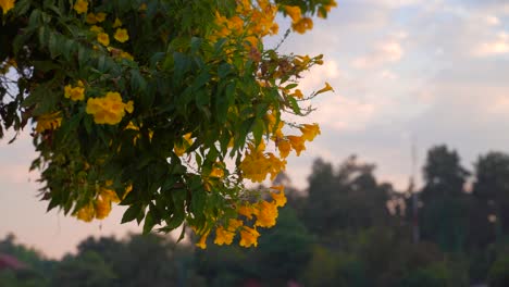 Cerca-De-Flores-Amarillas-En-El-árbol-En-Tailandia-Durante-La-Puesta-De-Sol