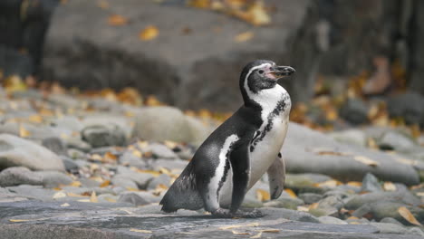 Lindo-Pingüino-Humboldt-Mirando-A-Su-Alrededor