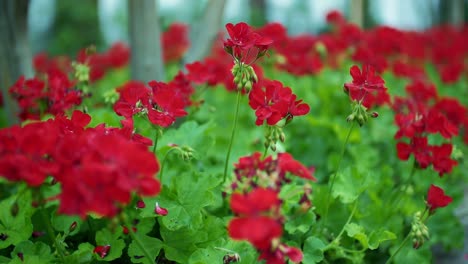 focusing-transition-of-red-flowers