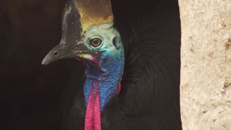 Close-up-of-Australian-Southern-Cassowary-bird's-vibrant-blue-and-red-head