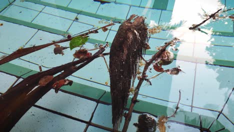 Fallen-brown-leaves-and-branches-floating-on-the-swimming-pool-surface