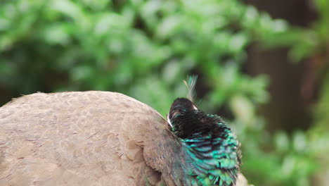 Wild-exotic-female-peacock-grooming-herself
