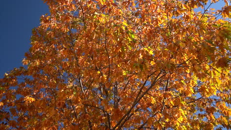 Low-angle-view-of-tree-with-golden-orange-foliage-in-autumn-on-sunny-day