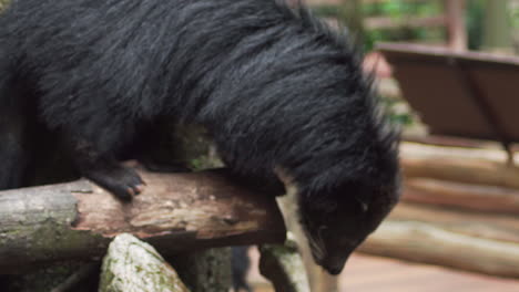 Close-up-of-Binturong-or-Bearcat-walking-along-log-in-zoo-enclosure