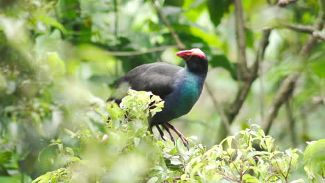 Pájaro-Takahe-Posado-En-Una-Rama