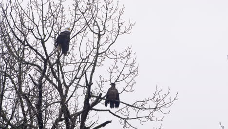 Bald-Eagle-and-juvenile-eagle-perched