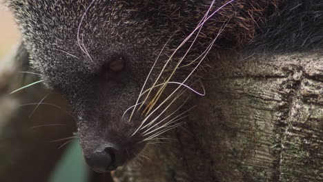 Close-up-of-a-watchful-Binturong-face.-Static