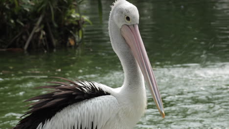 Weißer-Und-Schwarzer-Australischer-Pelikan,-Der-Sich-Unter-Seinem-Rechten-Flügel-Putzt