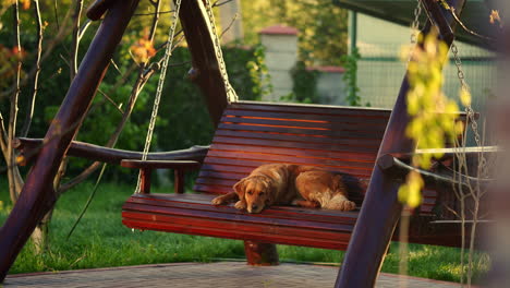 Golden-Retriever-Waiting-Outside-for-Owners-to-Come-Back-Home,-Laying-on-Wooden-Swing,-4K