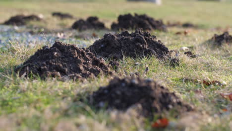 Mole-Hills-Close-Up-with-Fresh-Dirt-with-Rack-Focus