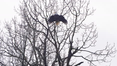 Eagle-Airing-Out-on-a-Tree-by-Spreading-Out-its-Wings