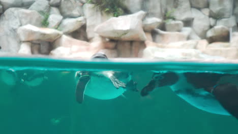 Detail-of-Humboldt-penguins-swimming