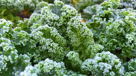 Kale-covered-in-morning-frost-|-close-up