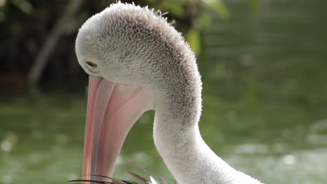 Nahaufnahme-Des-Weißen-Australischen-Pelikans,-Der-Sich-Mit-Seinem-Schnabel-Pflegt
