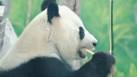 Close-up-of-Hu-Chun-or-Cai-Tao-Panda-eating-bamboo-in-a-zoo