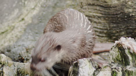 Close-up-of-Asian-Small-Clawed-otter-in-sunny-day