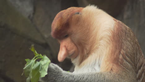 Close-up-of-Proboscis-monkey-eating-leaves.-Static