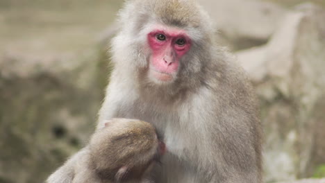 Close-up-of-Japanese-macaque-breastfeeding