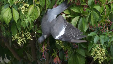 Pigeon-aka-Columbidae-Eatting-Berries-Standing-Upside-Down-on-Branch,-Close-Up