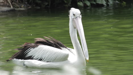 Australian-Pelican-calmly-swimming-out-of-frame