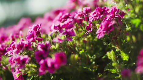 The-camera-revolves-around-the-pink-flowers