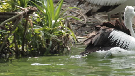 Australischer-Pelikan-Schwimmt-In-Einem-Teich-Und-Fischt-Mit-Seinem-Langen-Schnabel-Nach-Nahrung