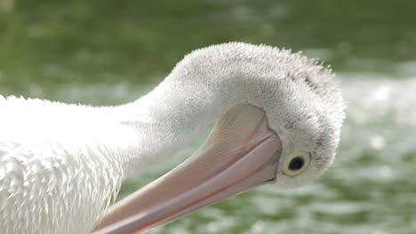 Weißer-Australischer-Pelikan,-Der-Seinen-Langen-Schnabel-Benutzt,-Um-Sich-Neben-Einem-See-Zu-Pflegen