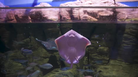 Small-Smiling-Stingray-attempts-to-escape-by-jumping-out-of-tank-at-aquarium