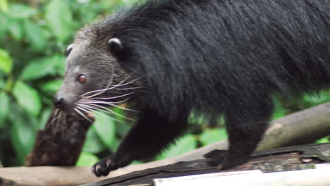 Close-up-of-Binturong-or-bearcat-walking-left-to-right-on-log