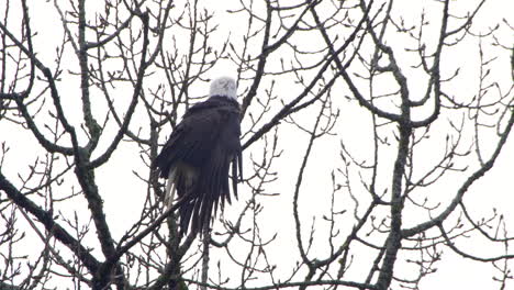 Bald-Eagle-Airing-out-Feathers,-shaking-its-head-and-Looking-Around-in-Squamish