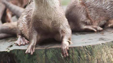 Eine-Familie-Asiatischer-Otter-Mit-Kleinen-Krallen,-Die-Sich-Nach-Dem-Schwimmen-Auf-Einem-Baumstumpf-Ausruhen