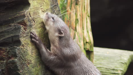 Asian-small-clawed-otter-rubbing-itself-to-a-tree-trunk