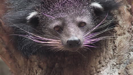 Close-up-of-Binturong-or-Bearcat-face-up-in-tree-with-long-white-whiskers
